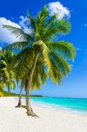Фотообои Пальмы на пляже моря